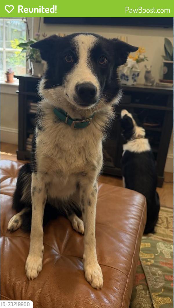Reunited Female Dog last seen Abbotts Creek Church Rd High Point Country Club - Willow Creek., High Point, NC 27265