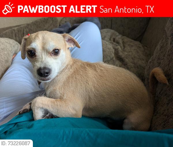 Lost Male Dog last seen W. Elsmere and Buckeye, San Antonio, TX 78201