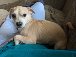 Lost Male Dog last seen W. Elsmere and Buckeye, San Antonio, TX 78201