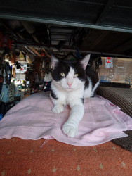 Lost Male Cat last seen Top of Manor road Penllyn housing est, Pontllanfraith, Wales NP12 2AA