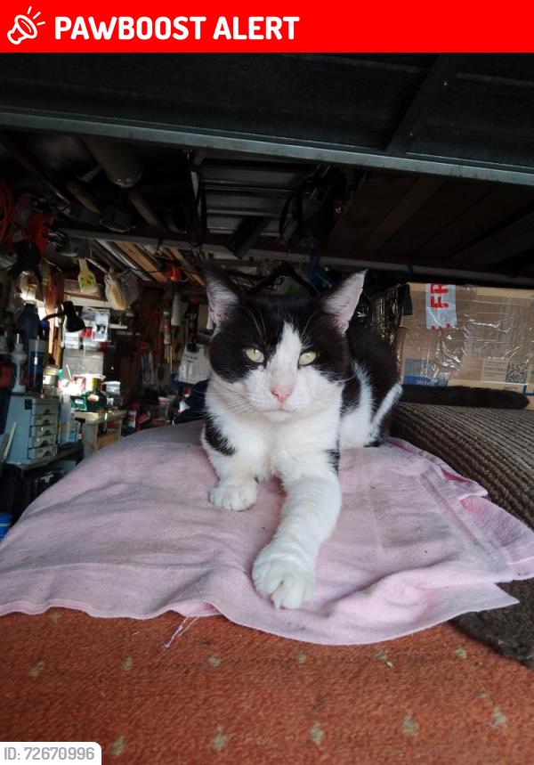 Lost Male Cat last seen Top of Manor road Penllyn housing est, Pontllanfraith, Wales NP12 2AA