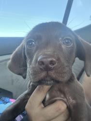 Lost Male Dog last seen Near NW 48th St Oklahoma City, Oklahoma City, OK 73112