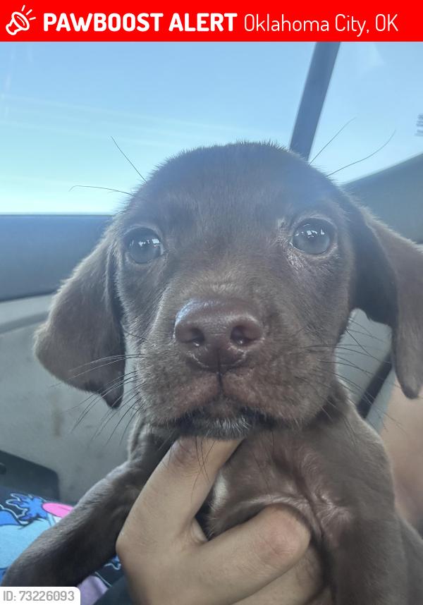 Lost Male Dog last seen Near NW 48th St Oklahoma City, Oklahoma City, OK 73112