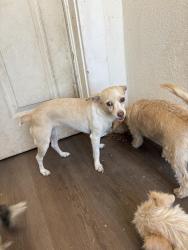 Lost Female Dog last seen Belmont/chestnut, Fresno, CA 93702