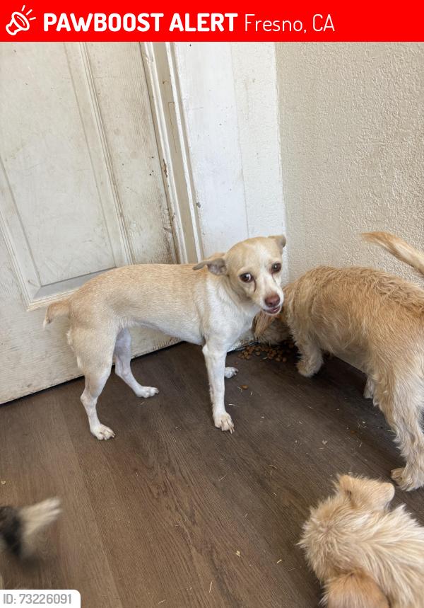 Lost Female Dog last seen Belmont/chestnut, Fresno, CA 93702