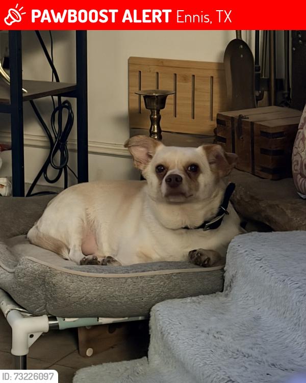 Lost Male Dog last seen Near and Stevens Rd, Ennis, TX 75119