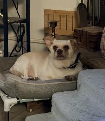 Lost Male Dog last seen Near and Stevens Rd, Ennis, TX 75119