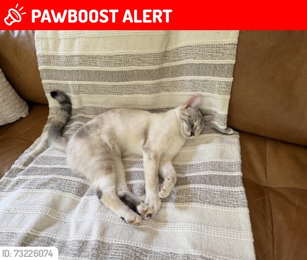 Lost Female Cat last seen Todds Tavern Dr., Spotsylvania County, VA 22553