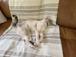 Lost Female Cat last seen Todds Tavern Dr., Spotsylvania County, VA 22553