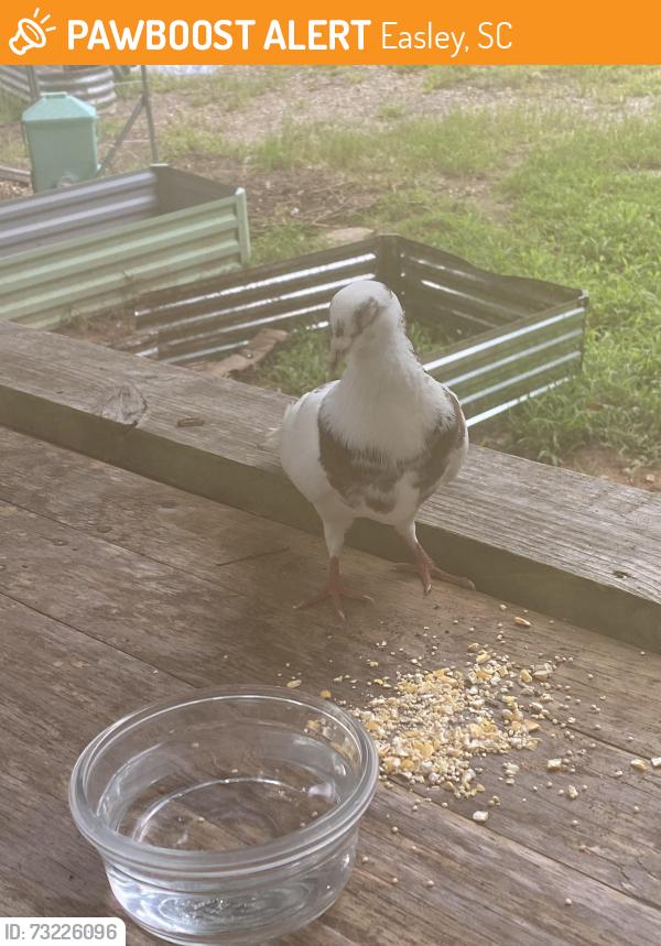 Found/Stray Unknown Bird last seen Saluda dam Rd, Easley, SC 29640