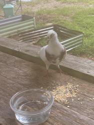 Found/Stray Unknown Bird last seen Saluda dam Rd, Easley, SC 29640