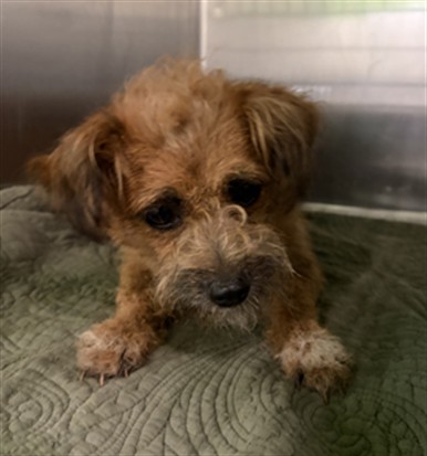 Shelter Stray Female Dog last seen , 1850 W 60th St, Los Angeles, CA 90047, USA