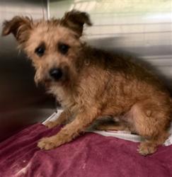 Shelter Stray Male Dog last seen , 1850 W 60th St, Los Angeles, CA 90047, USA