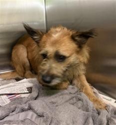 Shelter Stray Male Dog last seen , 1850 W 60th St, Los Angeles, CA 90047, USA