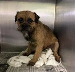 Shelter Stray Male Dog last seen , 1850 W 60th St, Los Angeles, CA 90047, USA