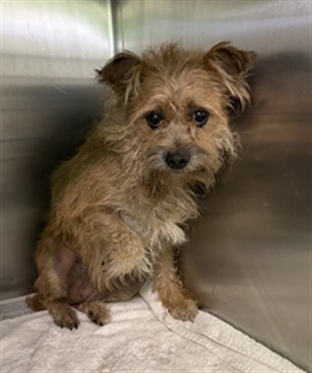 Shelter Stray Female Dog last seen , 1850 W 60th St, Los Angeles, CA 90047, USA