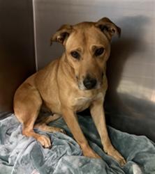 Shelter Stray Female Dog last seen , 1850 W 60th St, Los Angeles, CA 90047, USA
