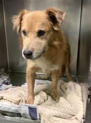 Shelter Stray Male Dog last seen , 1850 W 60th St, Los Angeles, CA 90047, USA