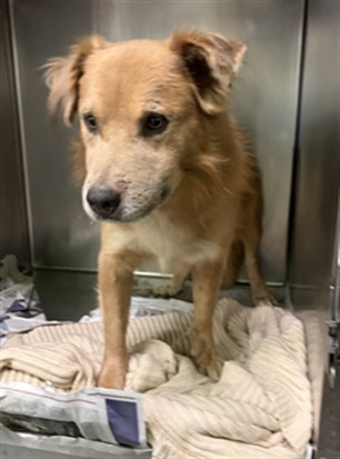 Shelter Stray Male Dog last seen , 1850 W 60th St, Los Angeles, CA 90047, USA