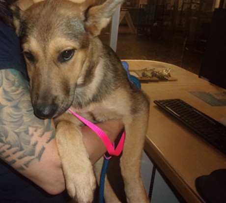 Shelter Stray Female Dog last seen , 14409 Vanowen St, Van Nuys, CA 91405, USA