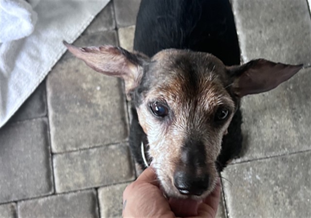 Shelter Stray Unknown Dog last seen ARABIAN WAY/PADDOCK DR MONTVERDE 34756, 12280 County Rd 448, Tavares, FL 32778, USA