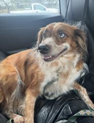 Reunited Female Dog last seen Clayton, Concord, CA 94520