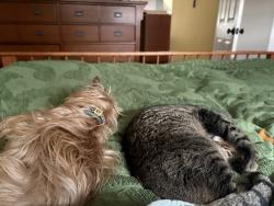 Lost Male Dog last seen Aley Hill Rd, Beaver Falls, PA 15010