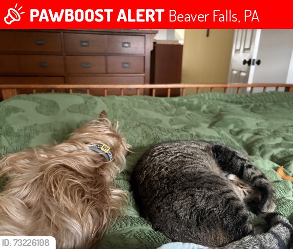 Lost Male Dog last seen Aley Hill Rd, Beaver Falls, PA 15010