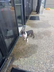 Found/Stray Unknown Dog last seen Benson Tower, McAllen, TX 78503