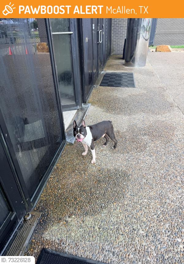 Found/Stray Unknown Dog last seen Benson Tower, McAllen, TX 78503