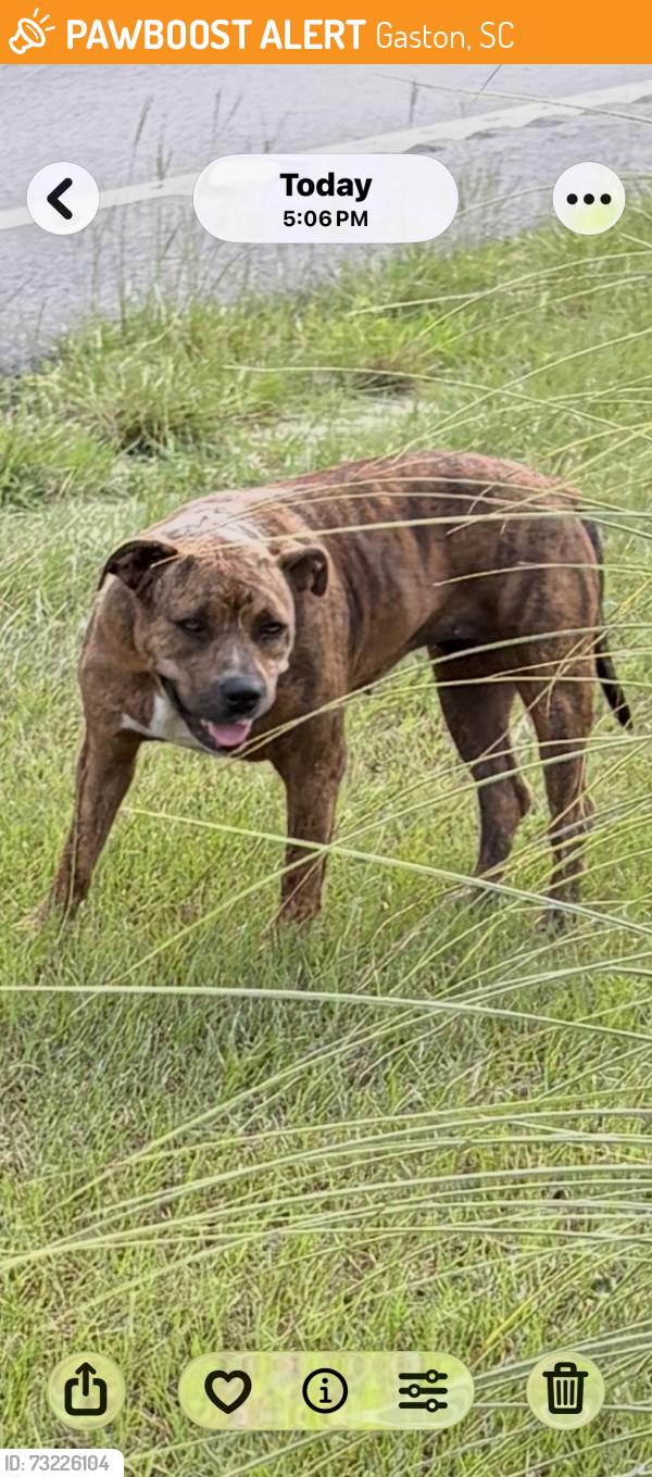 Found/Stray Unknown Dog last seen Sand Hills middle school, Gaston, SC 29053