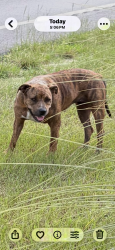 Found/Stray Unknown Dog last seen Sand Hills middle school, Gaston, SC 29053