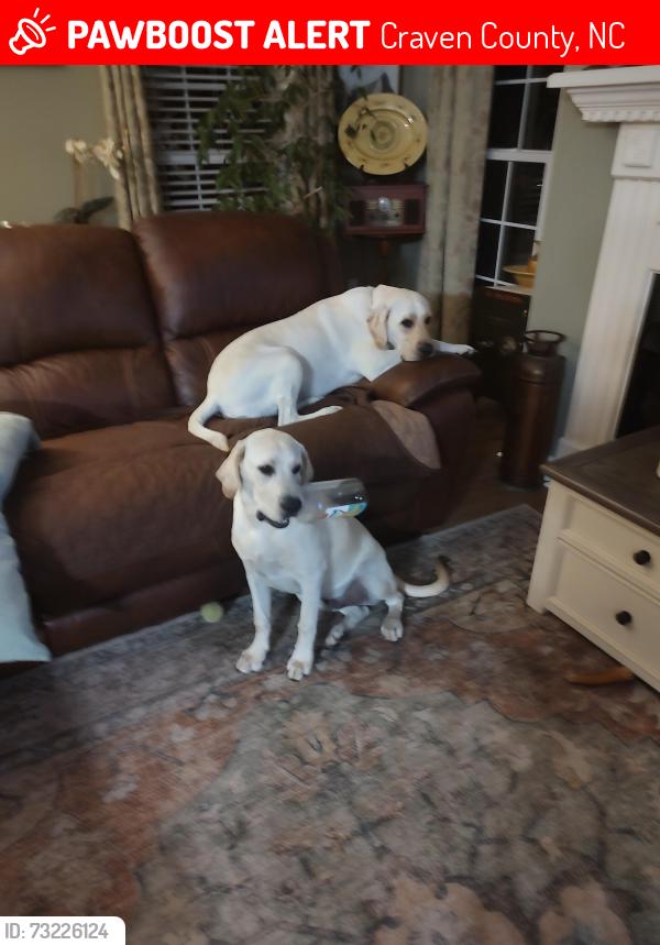Lost Male Dog last seen Turkey Quarter, Craven County, NC 28523