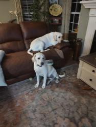 Lost Male Dog last seen Turkey Quarter, Craven County, NC 28523