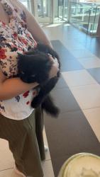 Found/Stray Unknown Cat last seen Offices building entrance, Laval, QC H7N 0G6