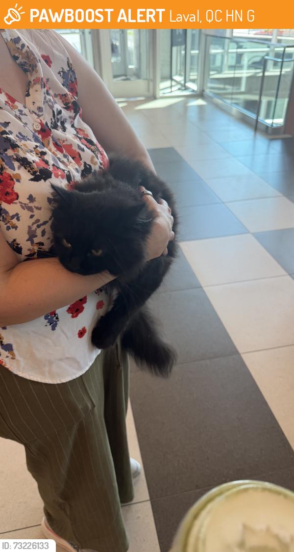 Found/Stray Unknown Cat last seen Offices building entrance, Laval, QC H7N 0G6