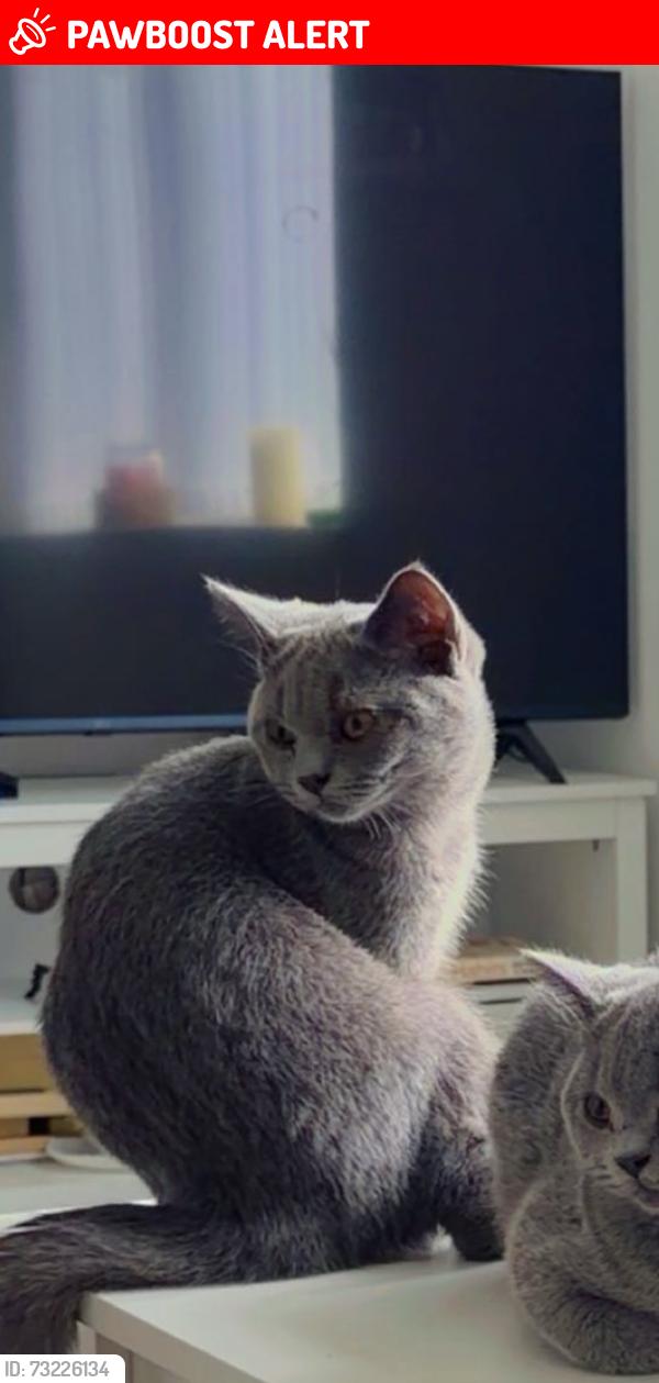 Lost Male Cat last seen B26 1BU, West Midlands, England B26 1BU