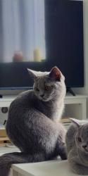 Lost Male Cat last seen B26 1BU, West Midlands, England B26 1BU