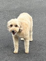 Reunited Female Dog last seen Meyer Rd/Muschlitz Rd, Bushkill Township, PA 18064