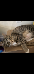 Lost Male Cat last seen El portal ct Ventura ca 93004, Ventura, CA 93004
