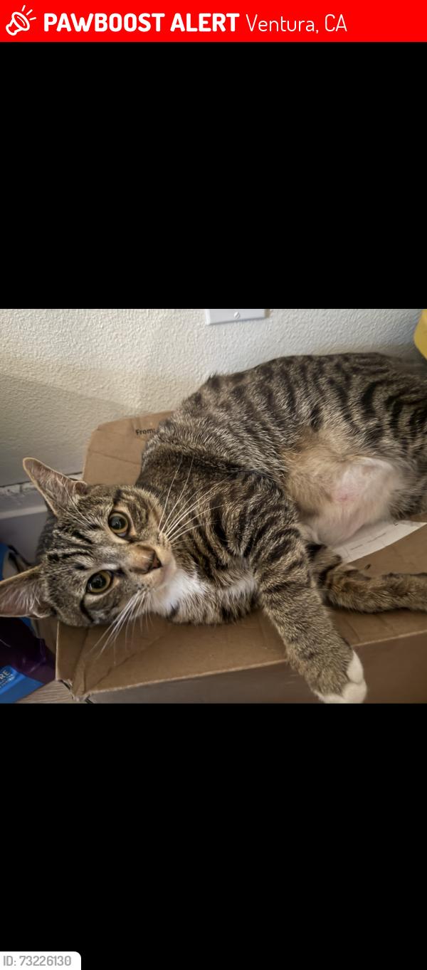 Lost Male Cat last seen El portal ct Ventura ca 93004, Ventura, CA 93004