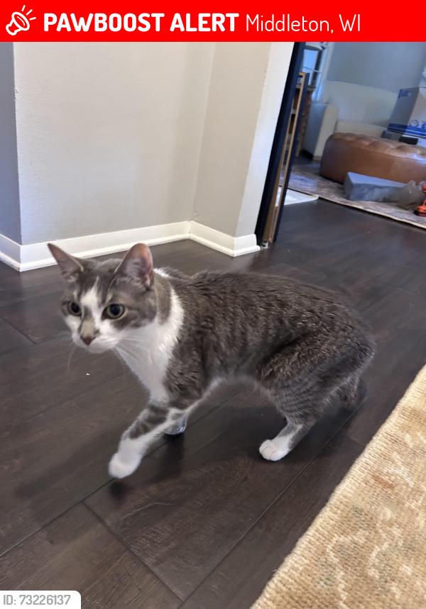 Lost Female Cat last seen Columbus & Mayflower, Middleton, WI 53562