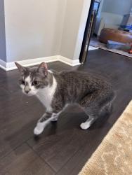 Lost Female Cat last seen Columbus & Mayflower, Middleton, WI 53562