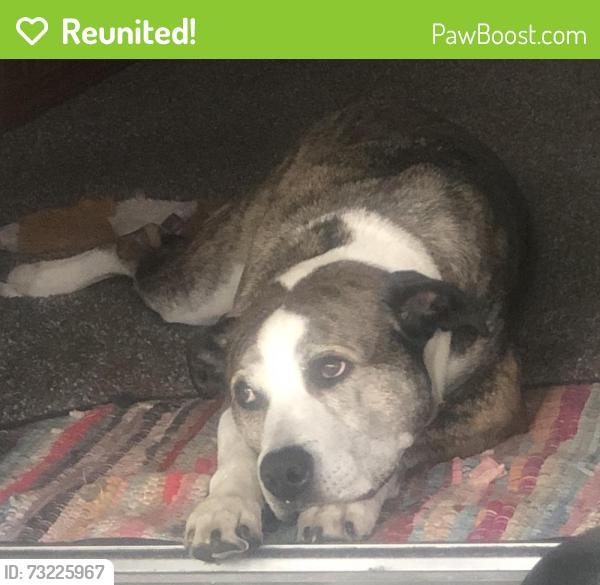 Reunited Male Dog last seen Near craigsville rd, Worthington pa 16262, Worthington, PA 16262