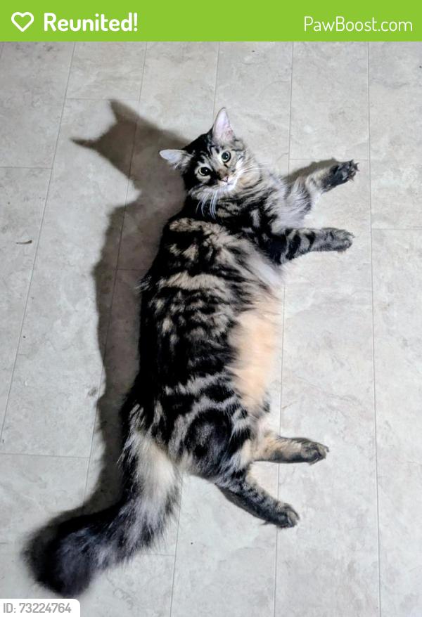 Reunited Male Cat last seen Near block Blanton St, Columbus, NC 28722