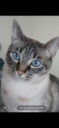 Lost Male Cat last seen School, Leuchars, Scotland KY16 0HS