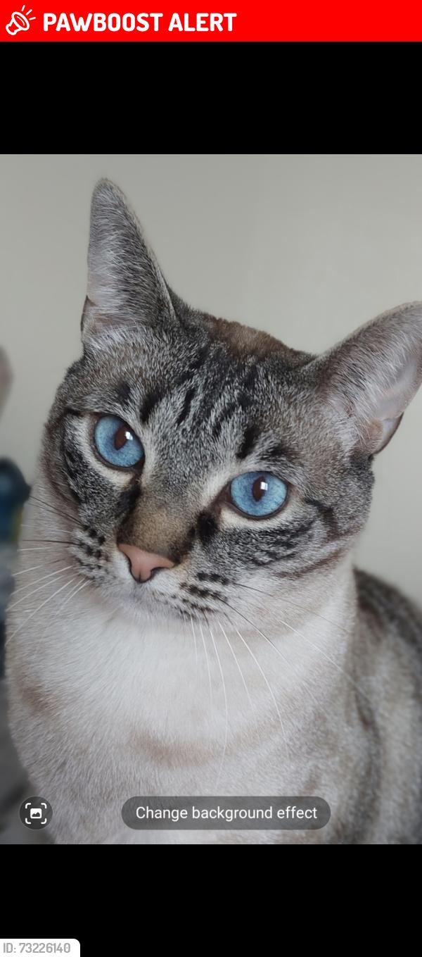 Lost Male Cat last seen School, Leuchars, Scotland KY16 0HS