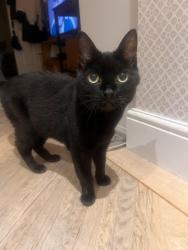 Reunited Female Cat last seen Near Green lane, Cherry orchard park, Hecroft Primary school, Southend-on-Sea, England 