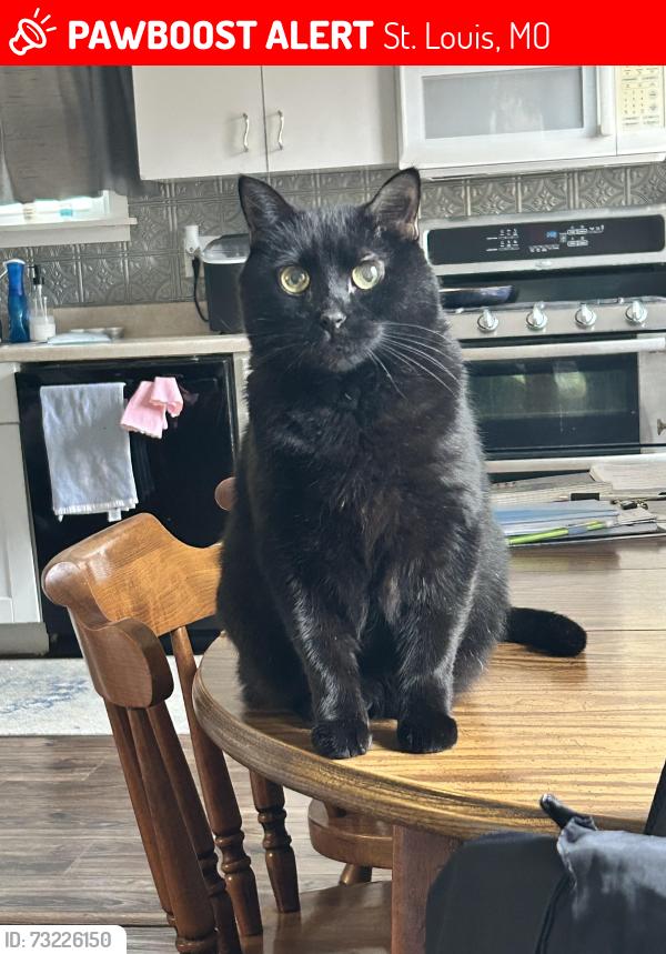 Lost Female Cat last seen N Holmes and E Argonne, Kirkwood MO, St. Louis, MO 63122