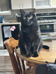Lost Female Cat last seen N Holmes and E Argonne, Kirkwood MO, St. Louis, MO 63122